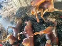 神回复：海贼王女帝波雅汉库克的性格和实力分析？