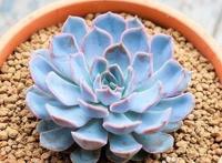 多肉植物菲欧娜怎么养？