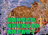《圣斗士星矢》漫画后传，作者构思出新的设定，实力已超过神圣衣