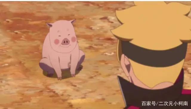 还记得纲手的宠物小猪豚豚吗？它没被纲手吃掉，也已经有崽了