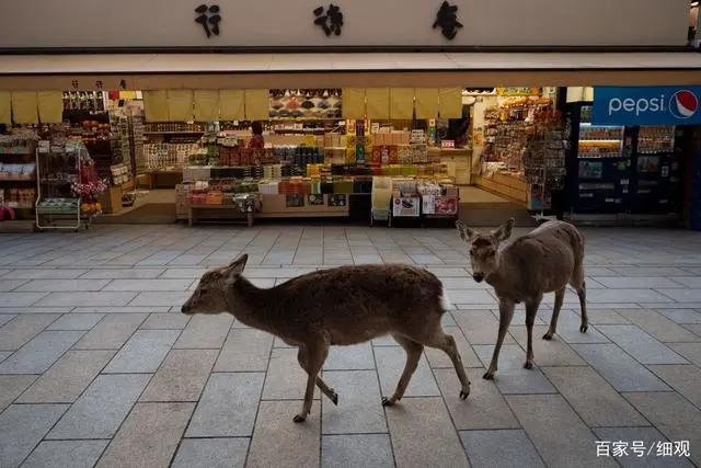 日本疫情：东京奥运会面临延期奈良小鹿到处觅食