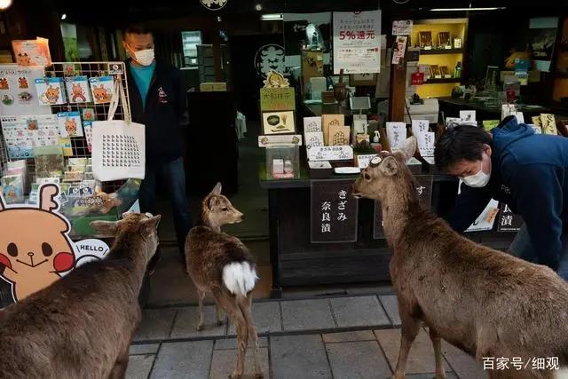 日本疫情:东京奥运会面临延期奈良小鹿到处觅食