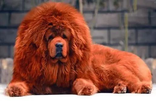 海贼王:理性分析一波赤犬,他真的好可怜