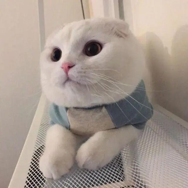 优质动漫|情侣头像Ⅳ