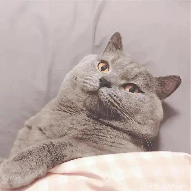 卡通动漫情侣头像丨你的眼眸，温暖了我整个四季