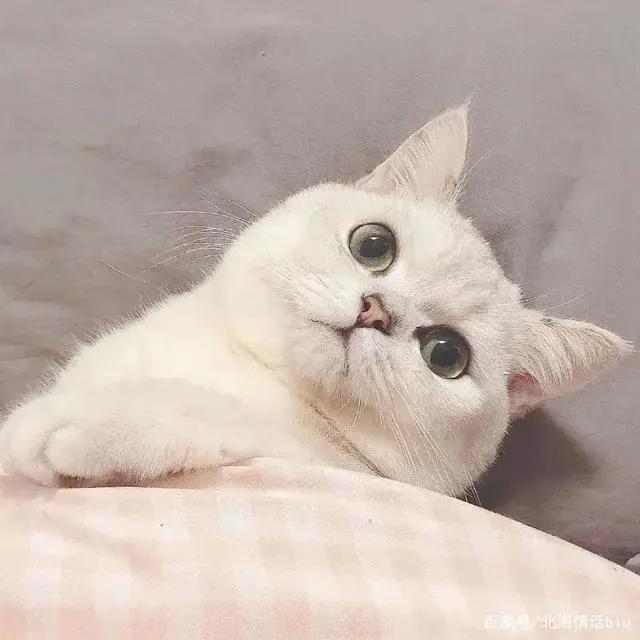 卡通动漫情侣头像丨你的眼眸，温暖了我整个四季