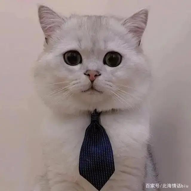 卡通动漫情侣头像丨你的眼眸，温暖了我整个四季