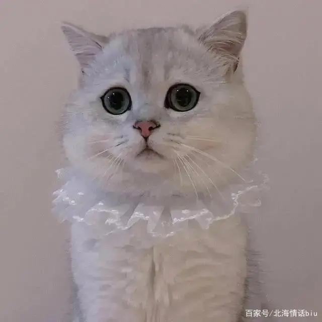 卡通动漫情侣头像丨你的眼眸，温暖了我整个四季