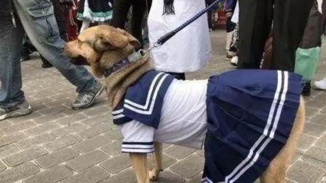 “二次元”是如何一步一步沦为贬义词的?