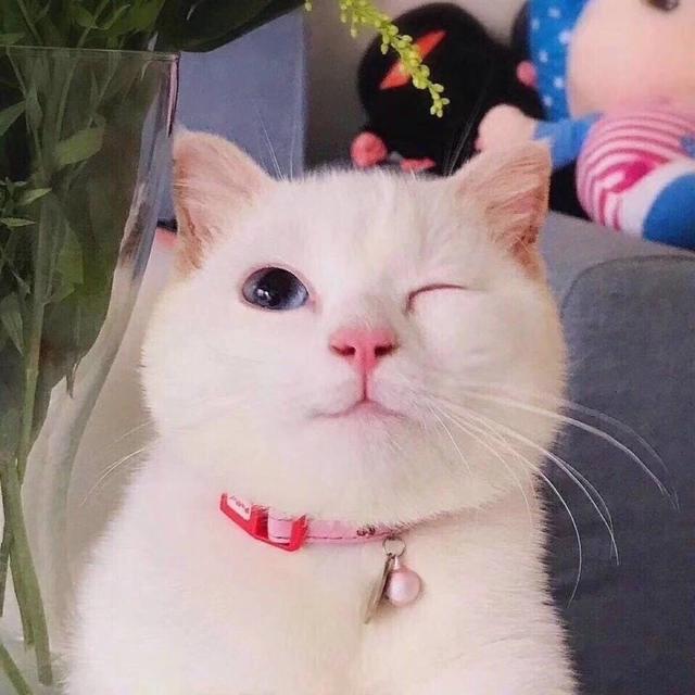 可爱动物头像来哒