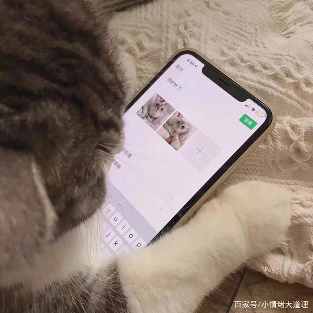 可爱猫咪情侣头像‖蜡笔小新、千与千寻动漫卡通头像