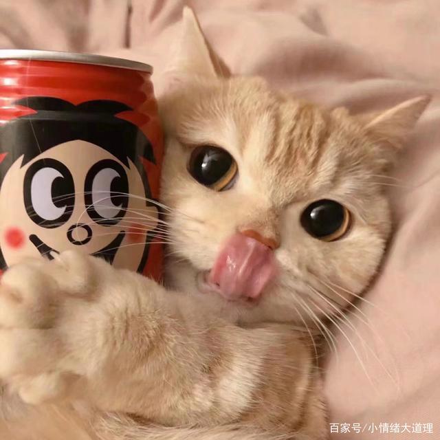 可爱猫咪情侣头像‖蜡笔小新、千与千寻动漫卡通头像