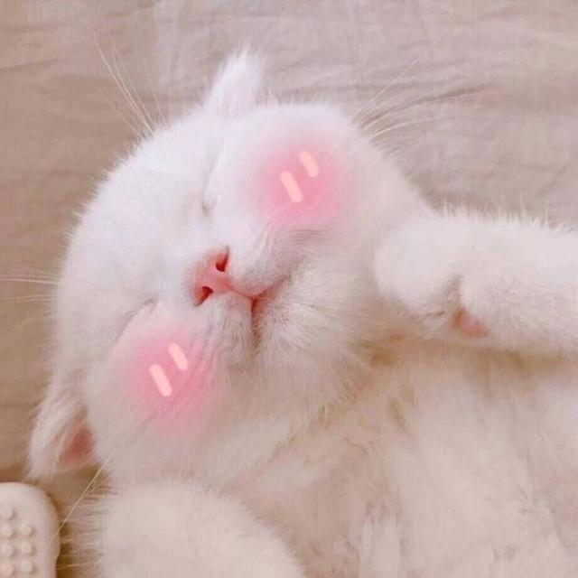 猫咪头像，喜欢喵星人的朋友在哪里
