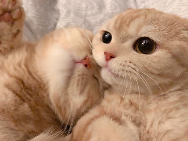 猫咪头像，喜欢喵星人的朋友在哪里