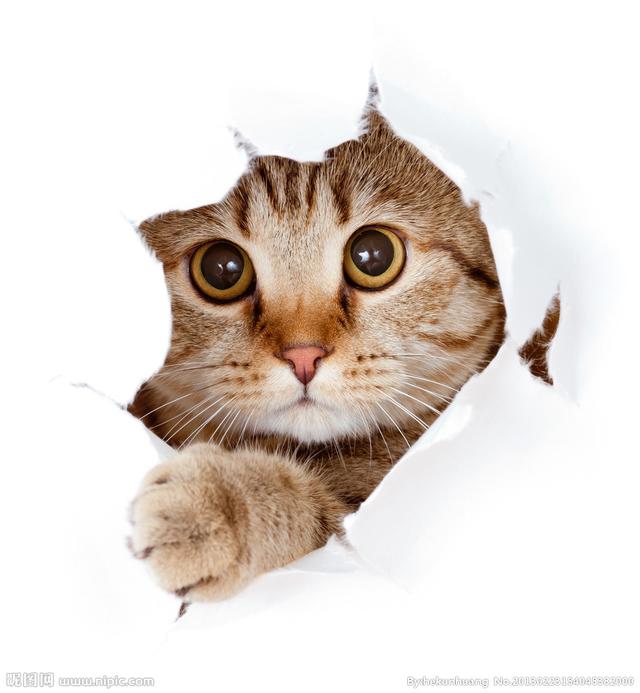 猫咪头像，喜欢喵星人的朋友在哪里