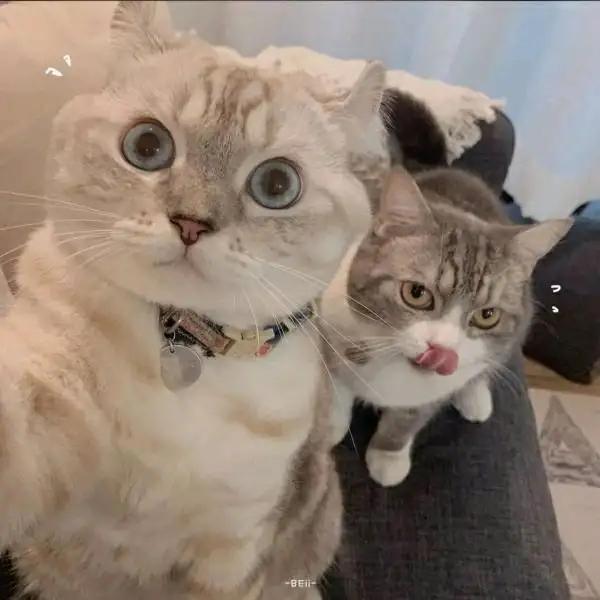 猫咪头像，喜欢喵星人的朋友在哪里