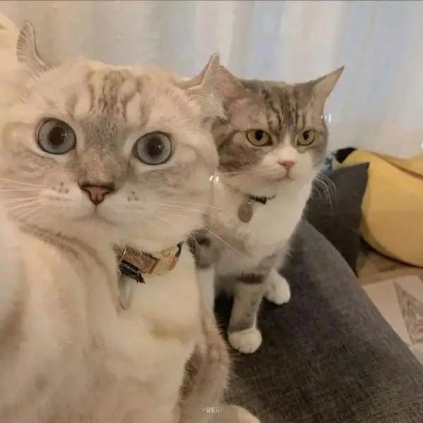 猫咪头像，喜欢喵星人的朋友在哪里