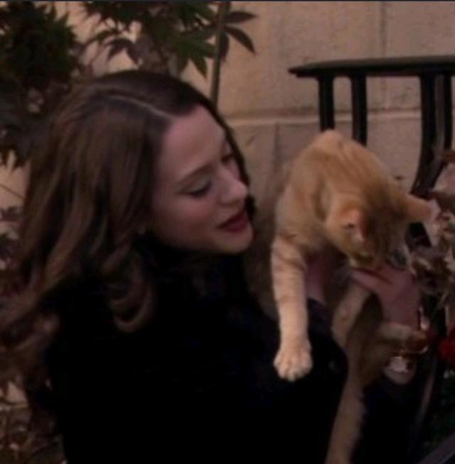 猫咪头像，喜欢喵星人的朋友在哪里
