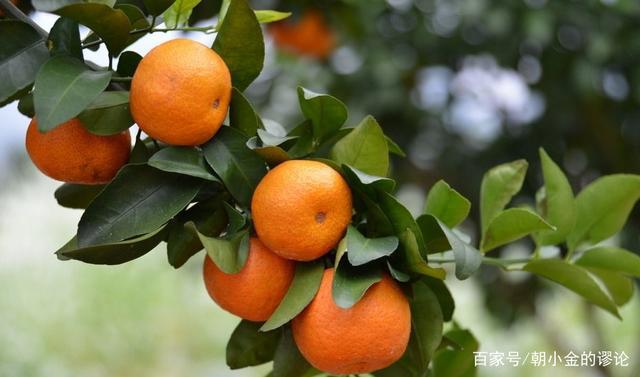 《二哈和他的白猫师尊》:罗芊芊的悲剧缘由