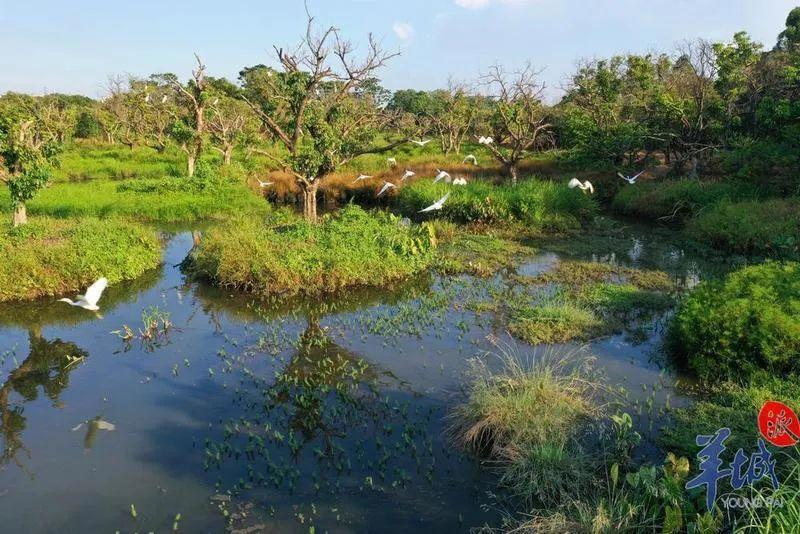 世界首次报道!海珠湿地公园发现昆虫新物种