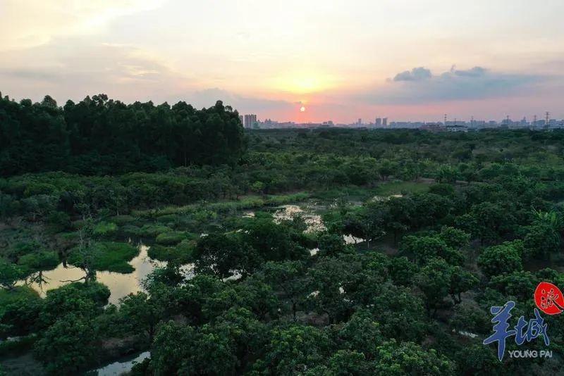 世界首次报道!海珠湿地公园发现昆虫新物种