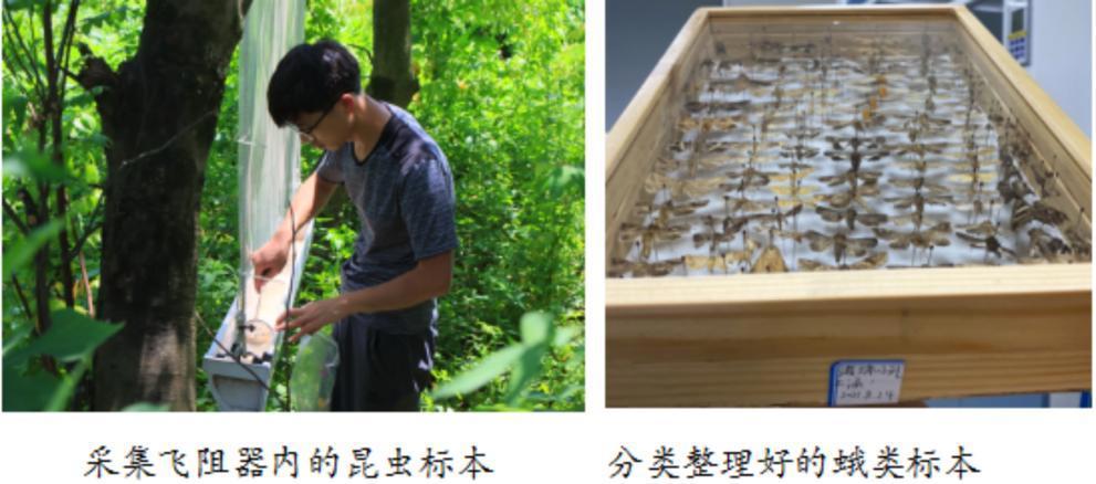 以“海珠”命名！