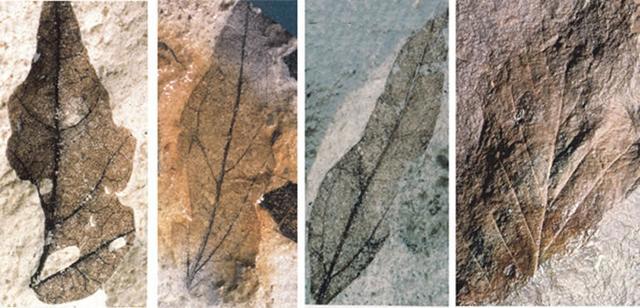 中新世化石揭示博比特虫祖先史前食肉蠕虫或2000万年前定居海底