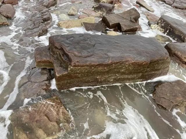 中新世化石揭示博比特虫祖先史前食肉蠕虫或2000万年前定居海底