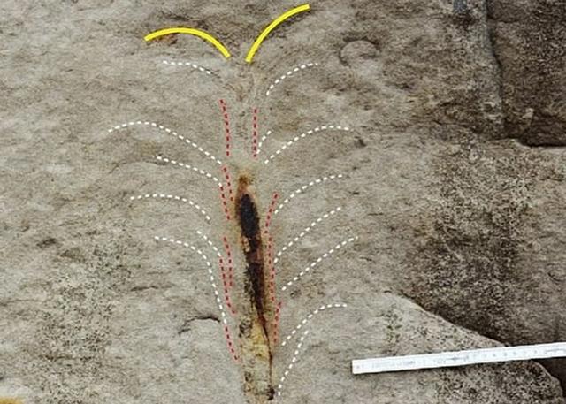 中新世化石揭示博比特虫祖先史前食肉蠕虫或2000万年前定居海底