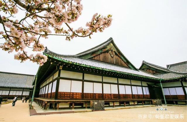日本京都首屈一指的赏樱胜地,拥有“樱花王者”称誉的八重樱!
