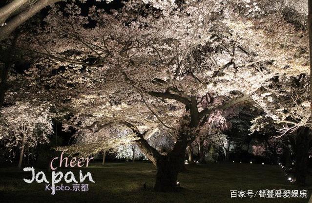 日本京都首屈一指的赏樱胜地,拥有“樱花王者”称誉的八重樱!