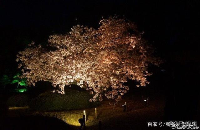 日本京都首屈一指的赏樱胜地,拥有“樱花王者”称誉的八重樱!