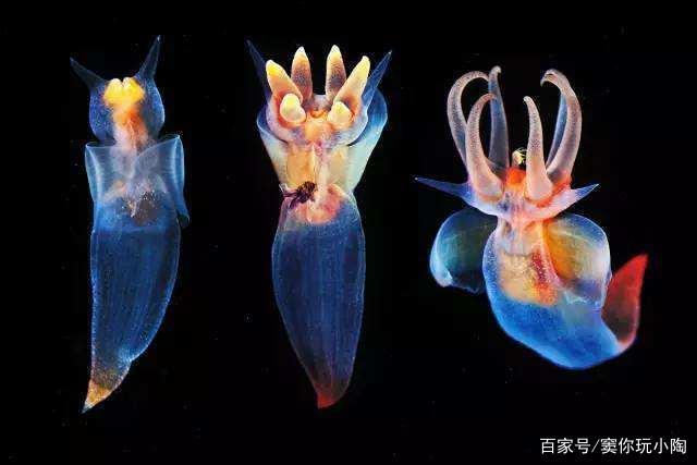 精灵宝可梦——神奥霏欧纳和苍海的王子玛纳霏