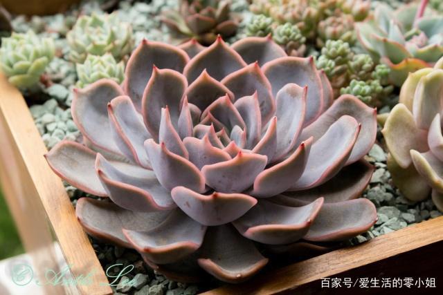 菲欧娜、橙梦露、佛罗伦萨，“欧洲贵族范儿”名字的多肉长啥样