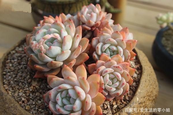 菲欧娜、橙梦露、佛罗伦萨,“欧洲贵族范儿”名字的多肉长啥样