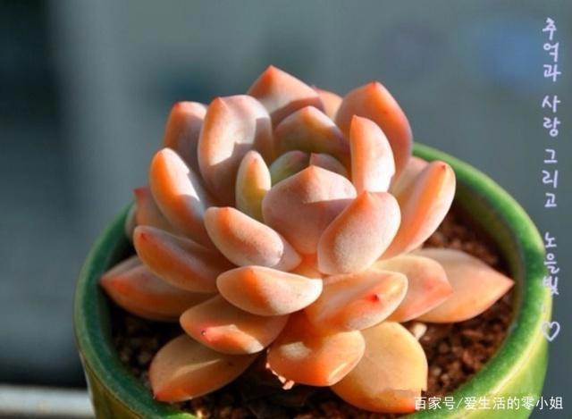 菲欧娜、橙梦露、佛罗伦萨,“欧洲贵族范儿”名字的多肉长啥样