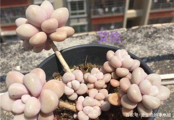 菲欧娜、橙梦露、佛罗伦萨,“欧洲贵族范儿”名字的多肉长啥样