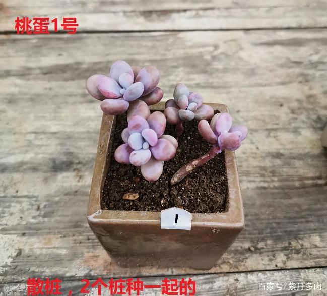 多肉植物好养活的几个品种,菲欧娜这个季节还能有粉紫色很美