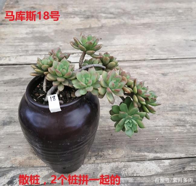 多肉植物好养活的几个品种,菲欧娜这个季节还能有粉紫色很美
