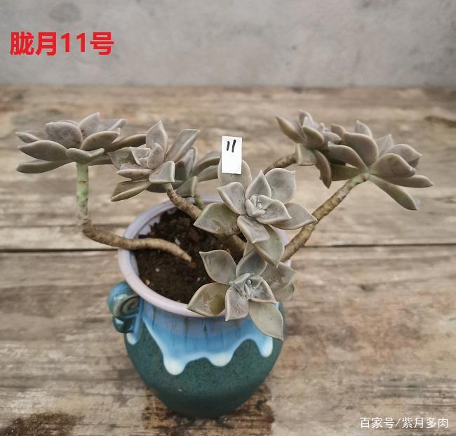 多肉植物好养活的几个品种,菲欧娜这个季节还能有粉紫色很美