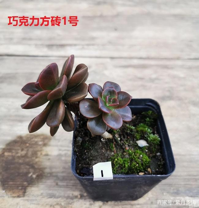 多肉植物好养活的几个品种,菲欧娜这个季节还能有粉紫色很美