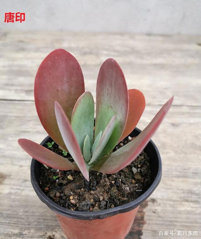 多肉植物好养活的几个品种,菲欧娜这个季节还能有粉紫色很美