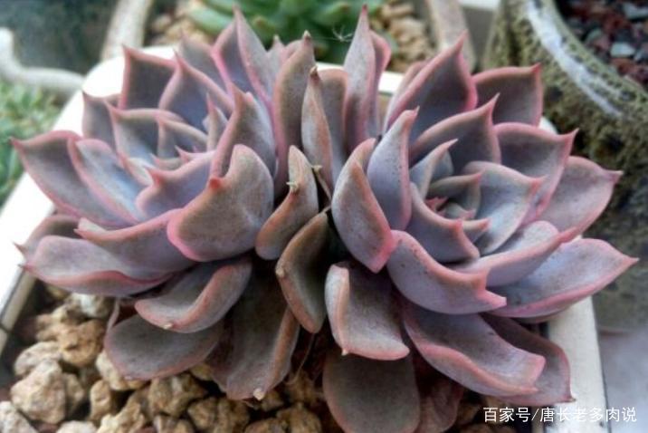 多肉菲欧娜虽然不易群生，但容易养活且不会徒长，很适合新手朋友