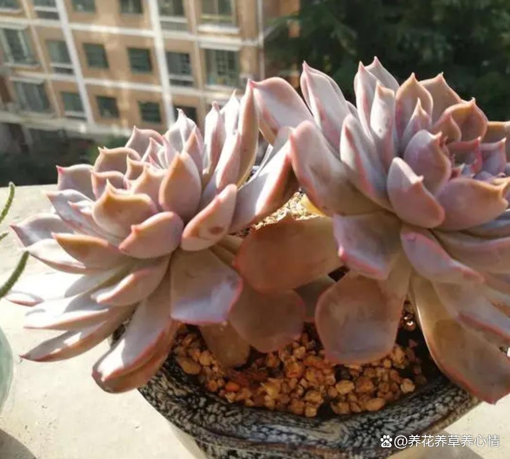 喜欢多肉不如养盆菲欧娜,度夏容易颜值高,真的很漂亮哦