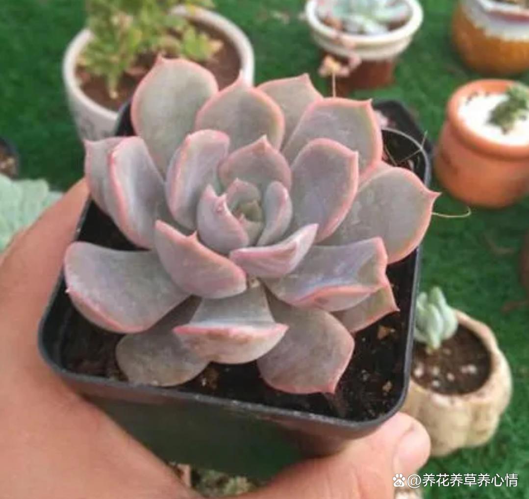 喜欢多肉不如养盆菲欧娜，度夏容易颜值高，真的很漂亮哦