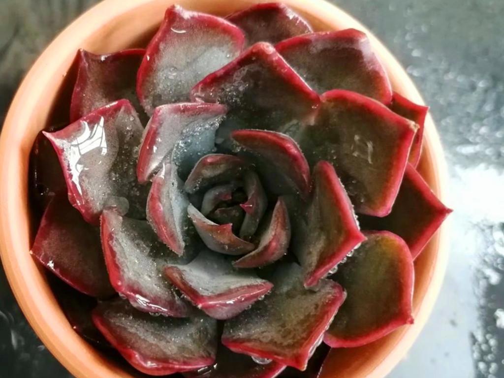 多肉暗冰和菲欧娜,是新手肉友经常弄混的品种,出状态后区别不难