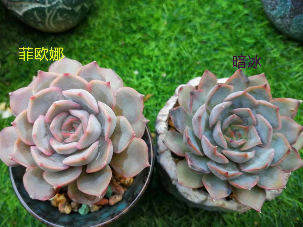 多肉暗冰和菲欧娜,是新手肉友经常弄混的品种,出状态后区别不难