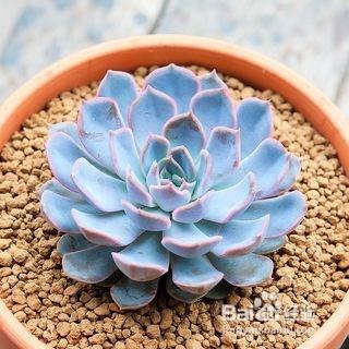 多肉植物菲欧娜怎么养？