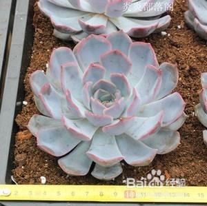 多肉植物菲欧娜怎么养？