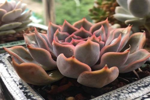 菲欧娜图片通过菲欧娜图片来感受景天科色彩的多变